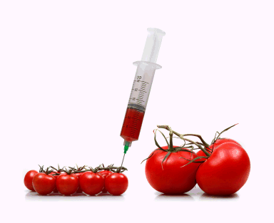 big-tomatoes